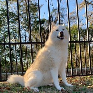 Meet your Posher, Alason